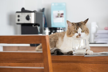 A curious crossbreed Persian cat resting on table in human house.