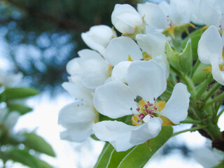 A spring of blooming pear. Pear tree. Beautiful flower image of spring nature banner. Blooming pear branches close-up against the blue sky.