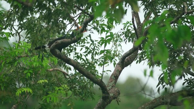 toucan on a tree branch in the amazon forest