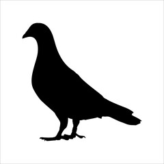Beautiful black pigeon silhouette isolated on white background illustration 