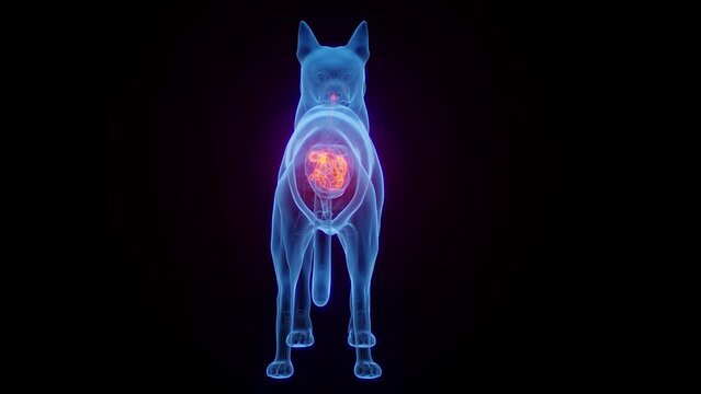 3D medical animation of a dog's digestive organs