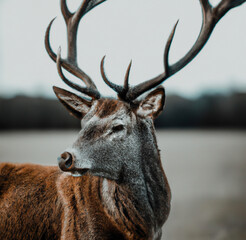 Image of close up of stag with antlers in field background created using Generative AI technology