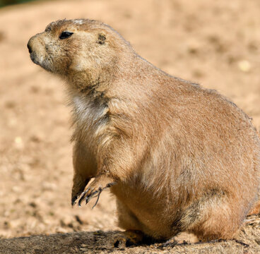 Image of close up of prairie dog against sand background created using Generative AI technology