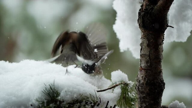 Slow motion of  dark eyed juncos in a tree in winter