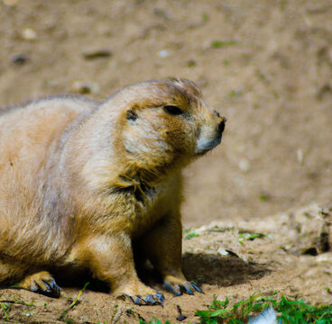 Image of close up of prairie dog on brown background created using Generative AI technology