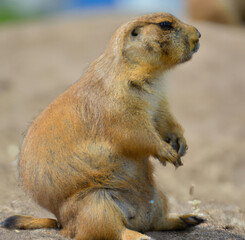 Image of close up of prairie dog against sand background created using Generative AI technology