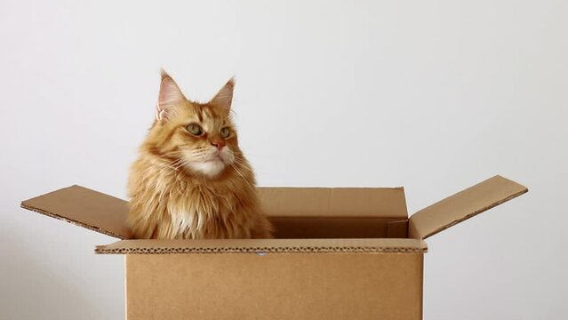a cat in a box. A gift for the holiday. Delivery of animals.Mainecoon