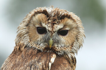 A portrait a Tawny Owl
