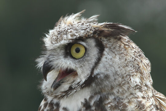 Portrait of a Spotted Eagle Owl calling out loud
