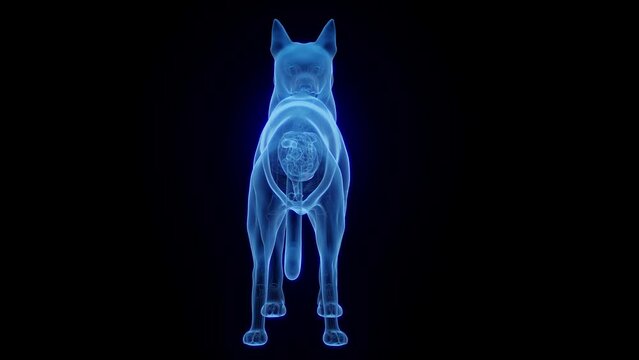 3D medical animation of a dog's gallbladder