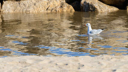 Fototapeta premium GAVIOTA PICOFINA (Chroicocephalus genei) EN EL AGUA