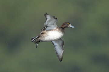 greater scaup in flight