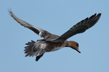 eurasian wigeon in flight