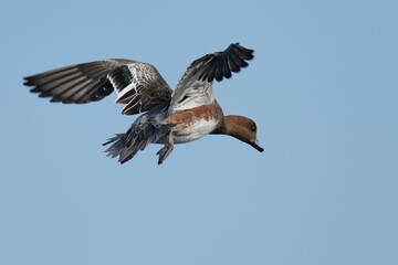 eurasian wigeon in flight