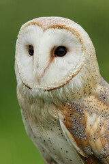 A portrait of a Barn Owl against a green background
