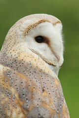 A portrait of a Barn Owl against a green background
