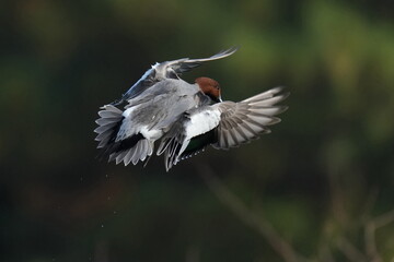 eurasian wigeon in flight
