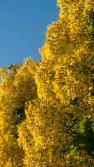 Naklejka premium Arbusto de flores amarillas