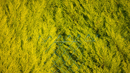 Valla de alambrada entre ramas de cipreses amarillos y verdes 