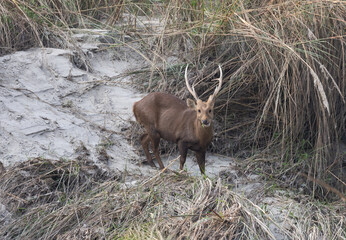 Hog Deer