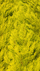 Ramas de  cipreses amarillos y verdes 