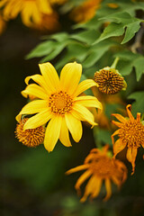 Beautiful yellow flowers in Thailand-Tree marigold, Mexican tournesol, Mexican sunflower