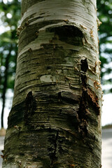bark of tree at Haruna, Gunma | 樹皮の表情