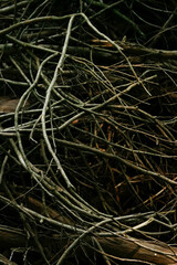 art of dry branches at Haruna, Gunma | 枯枝の造形