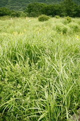 in the meadow, Haruna, Gunma | 草原にて