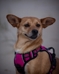 Close-up of face portrait of a cute mixed-breed dog showing teeth and smiling with funny pointy ears and wearing a pink harness at the park. Blurred background with focus on happy dog