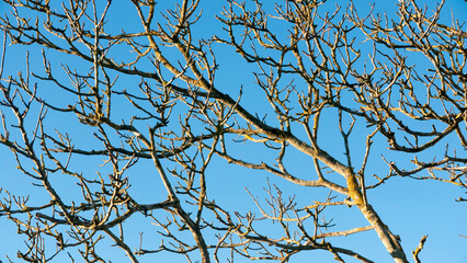 Ramas desnudas de arbol en cielo azul invernal