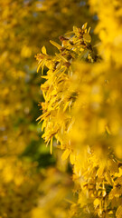 Arbusto cuajado de flores amarillas