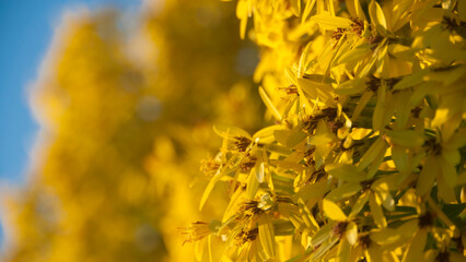 Arbusto cuajado de flores amarillas