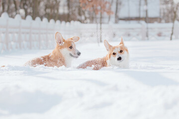 Corgi dog in the snow. Dog in winter. Dog in nature. Corgi dog on a winter walk