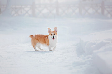 Naklejka na ściany i meble Corgi dog in the snow. Dog in winter. Dog in nature. Corgi dog on a winter walk