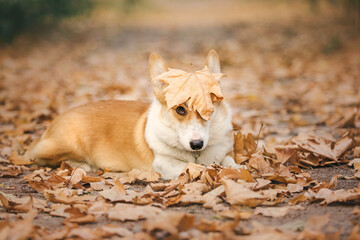 Cute Welsh Corgi dog outdoor. Dog portrait Pet on a walk. Beautiful funny corgi dog breed