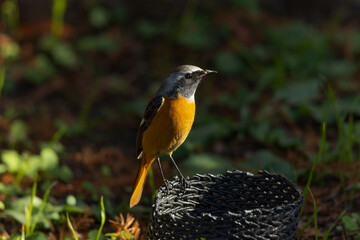 園芸用品の上にとまるジョウビタキの雄