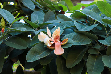 Single Magnolia Delavayi's flower commonly known as Delavay's magnolia or Chinese evergreen magnolia. The flower is cup-shaped with creamy white to pink tepals © ShakedN