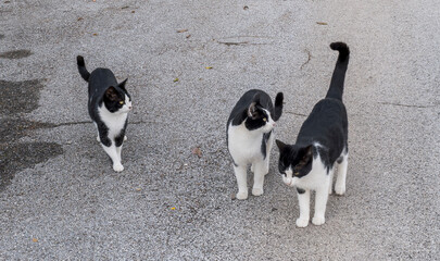 black and white cats on a street wirh gray asphalt background