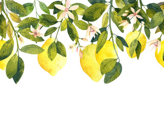 Watercolor seamless border with yellow lemon fruit, flowers, branch and green leaves. Watercolor hand-drawn illustrations lemon isolated of background. Organic healthy food for your design and decor