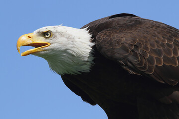 A portrait of a Bald Eagle against a blue sky calling out loud
