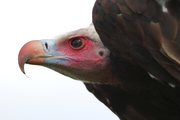 A portrait of a White-headed Vulture against a bright sky

