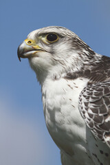 A portrait of a Gyr Falcon against a blue sky
