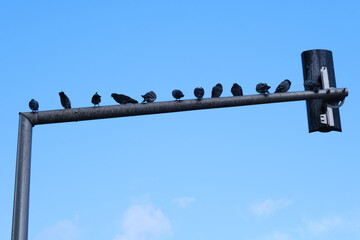 Silhouettes of pigeons sitting on the traffic light pole against the blue sky, birds on the metal branch outdoors. 