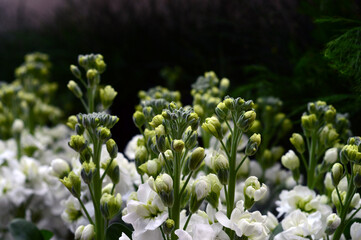 Obraz premium Newly Blooming White Violet in Spring