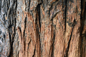 Stripped Weathered Tree Bark