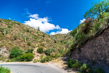 Fototapeta na wymiar cacti by the road in the mountain landscape of South America
