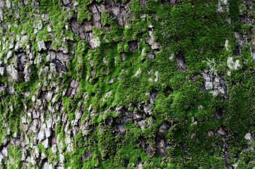 Moss Overlay on Tree Bark