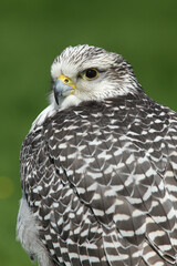 A portrait of a Gyr Falcon against a green background
