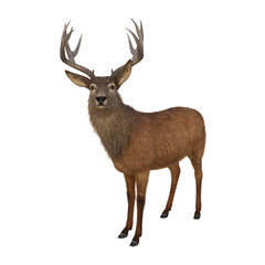 Red deer stag standing alert and looking at camera. Isolated 3D illustration.